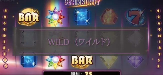 WILD(ワイルド)がキーポイント